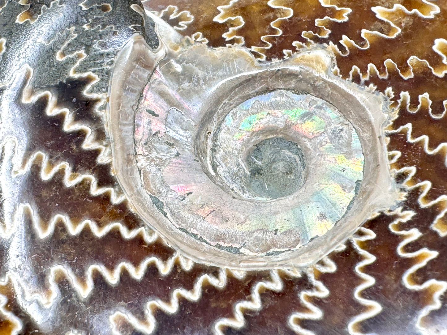 Ammonite Cleoniceras Polished 11.4cm