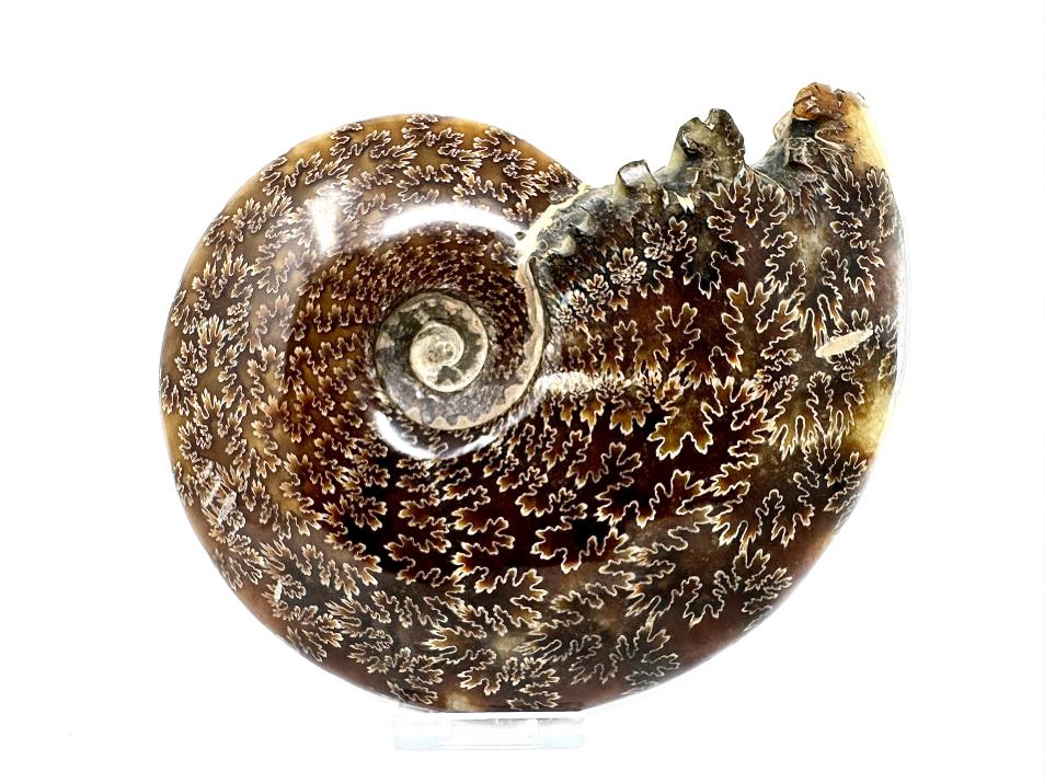 Ammonite Cleoniceras Polished Large 18cm