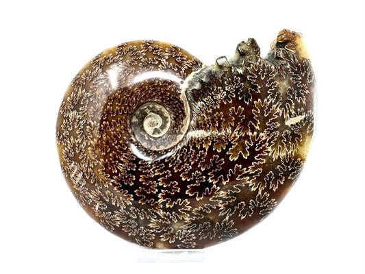 Ammonite Cleoniceras Polished Large 18cm