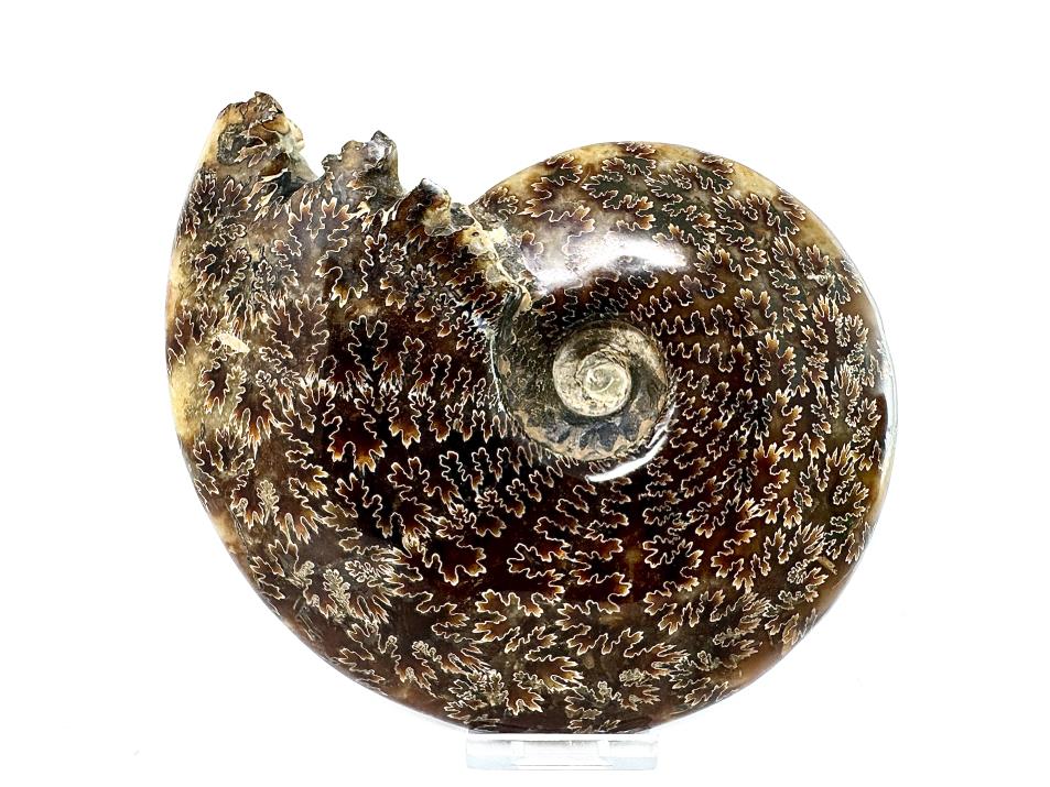 Ammonite Cleoniceras Polished Large 18cm