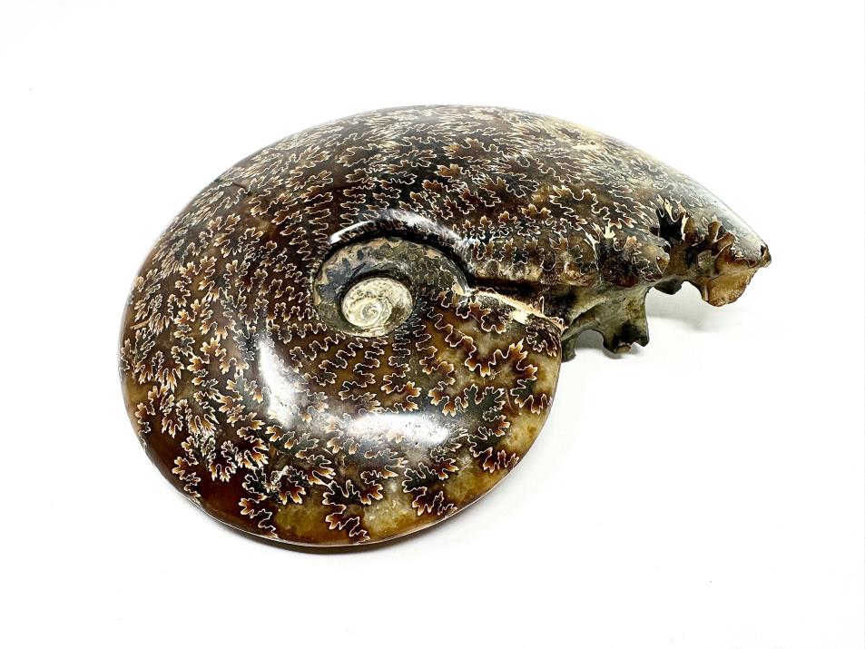 Ammonite Cleoniceras Polished Large 18cm