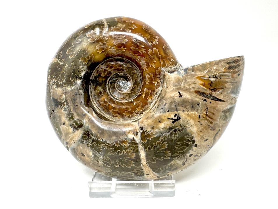 Ammonite Puzosia Polished 9.9cm