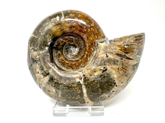 Ammonite Puzosia Polished 9.9cm