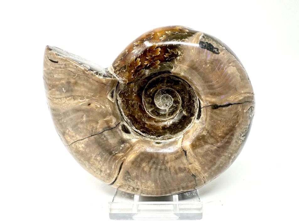 Ammonite Puzosia Polished 9.9cm