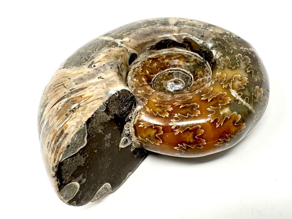 Ammonite Puzosia Polished 9.9cm