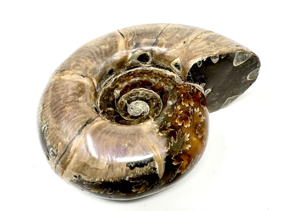 Ammonite Puzosia Polished 9.9cm