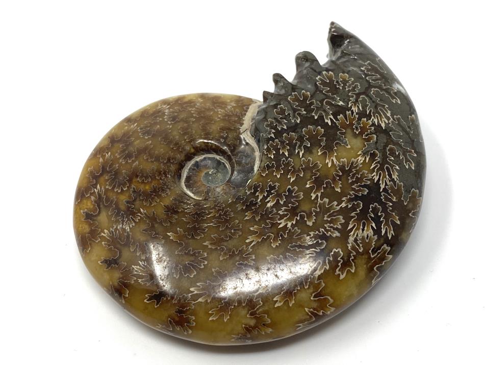 Ammonite Cleoniceras Polished 8.3cm