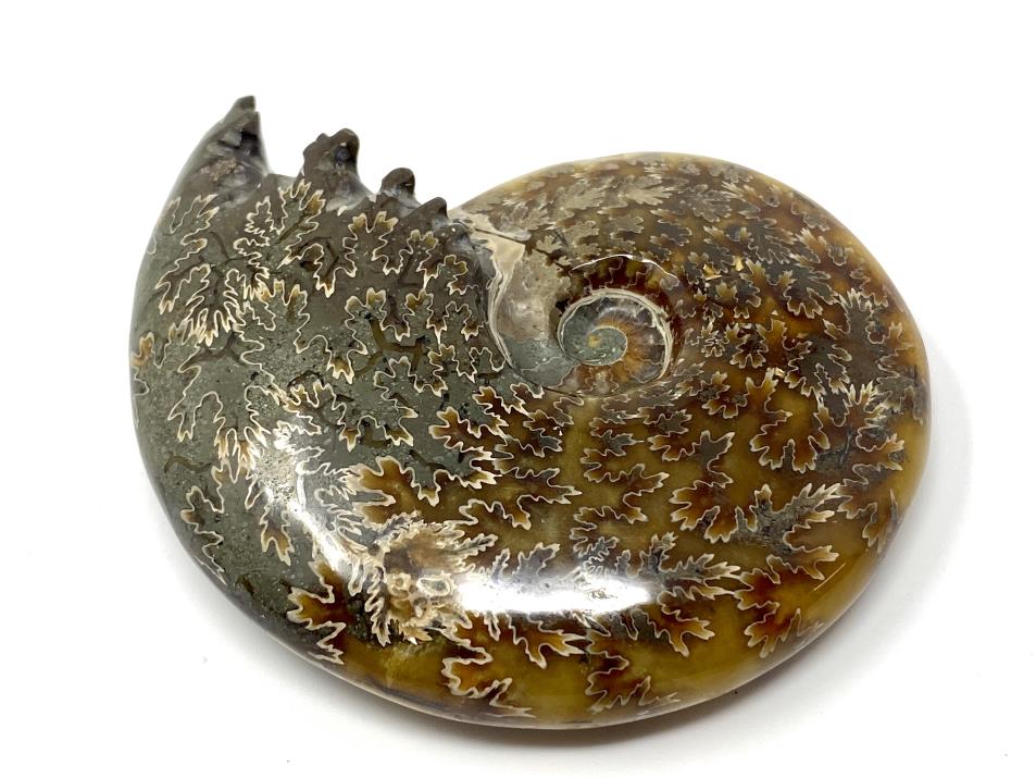 Ammonite Cleoniceras Polished 8.3cm