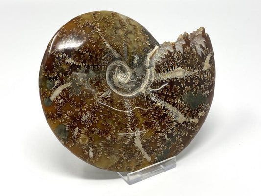 Ammonite Cleoniceras Polished Large 14.2cm