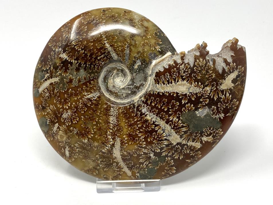 Ammonite Cleoniceras Polished Large 14.2cm