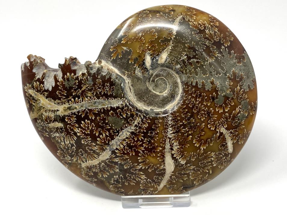 Ammonite Cleoniceras Polished Large 14.2cm