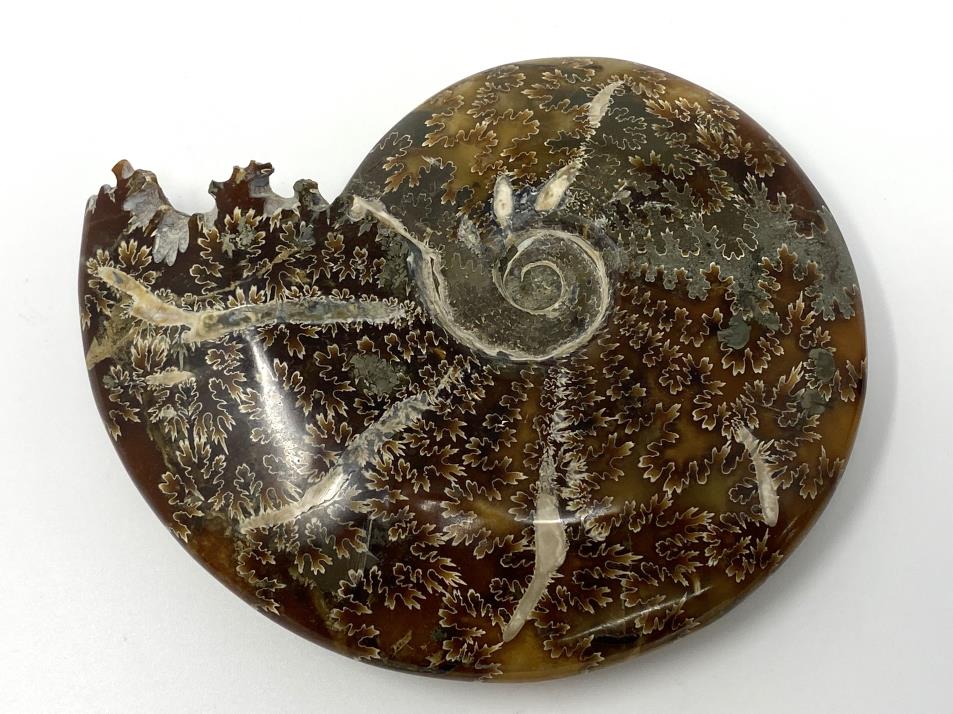 Ammonite Cleoniceras Polished Large 14.2cm