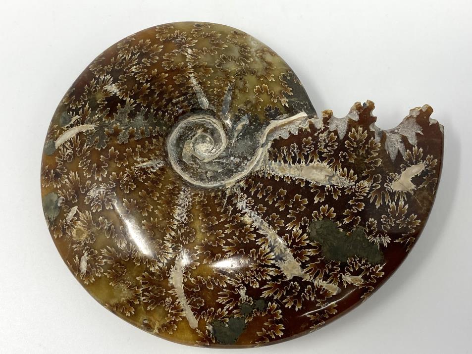 Ammonite Cleoniceras Polished Large 14.2cm