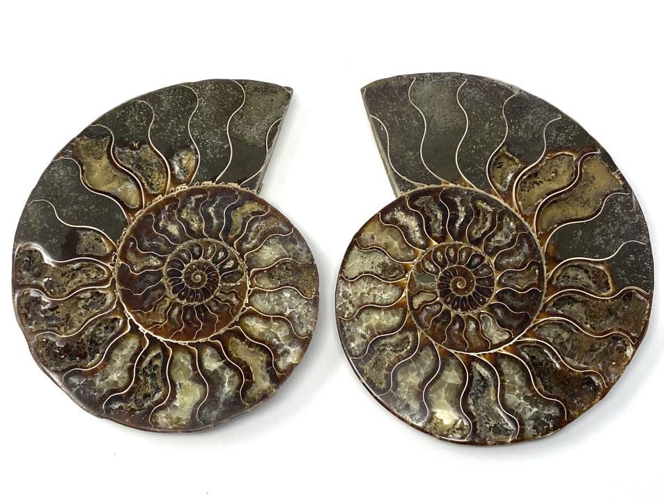 Ammonite Pair 15.1cm