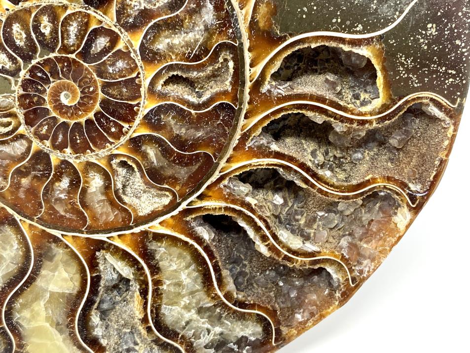 Ammonite Pair 15.1cm