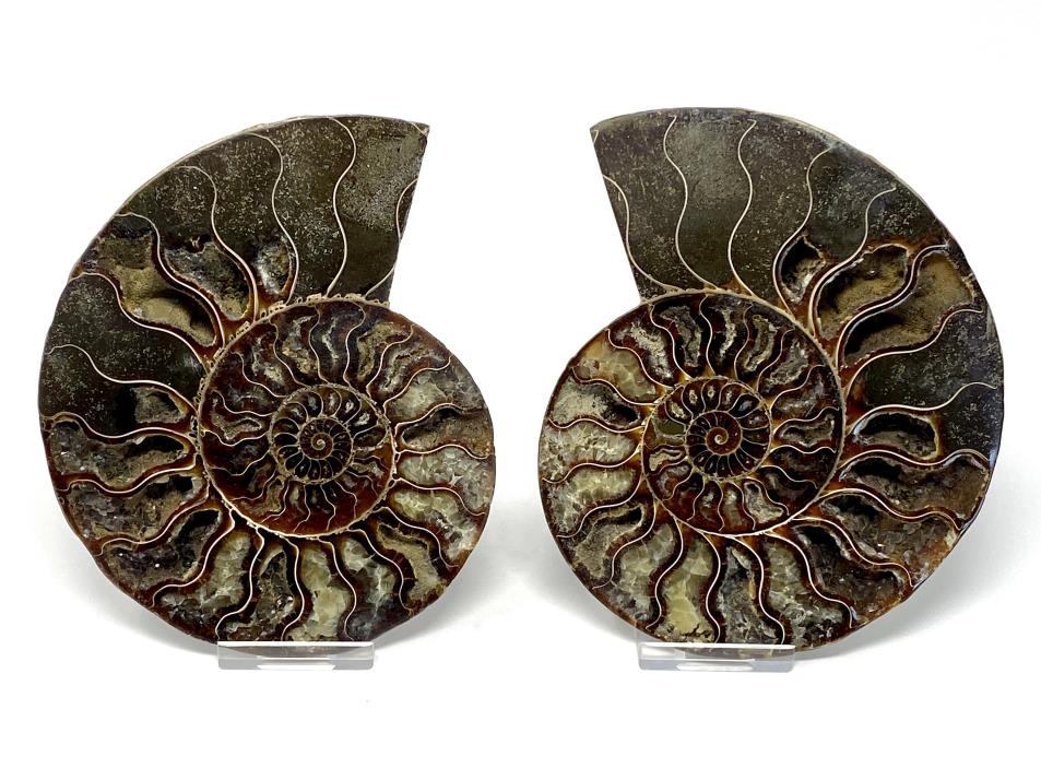 Ammonite Pair 15.1cm