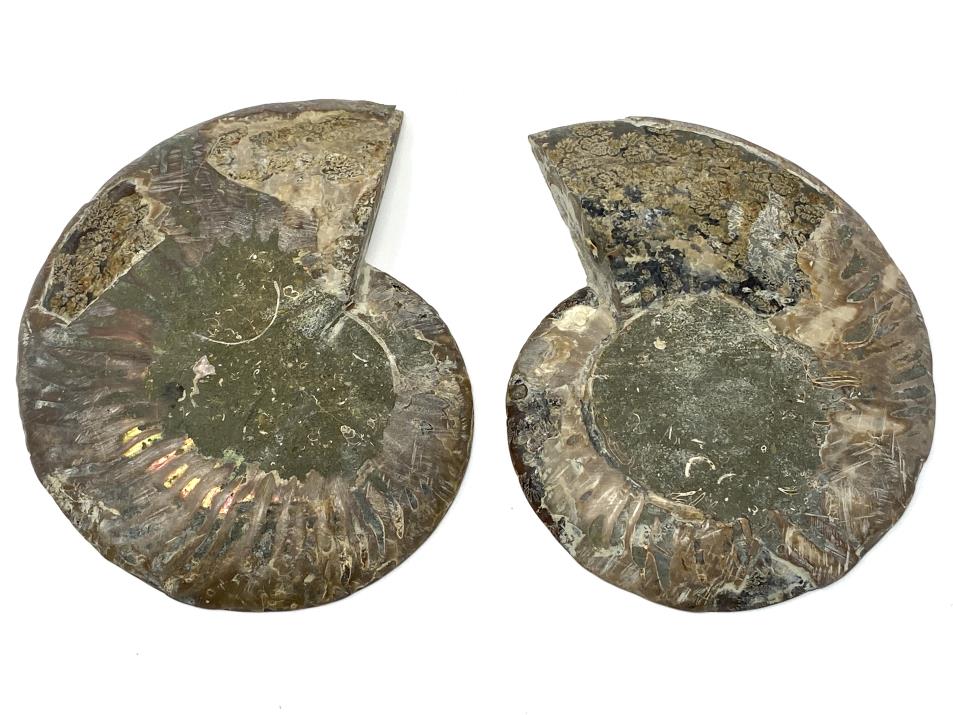 Ammonite Pair 15.1cm