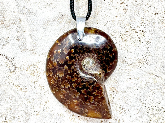 Polished Cleoniceras Ammonite Pendant 4.8cm