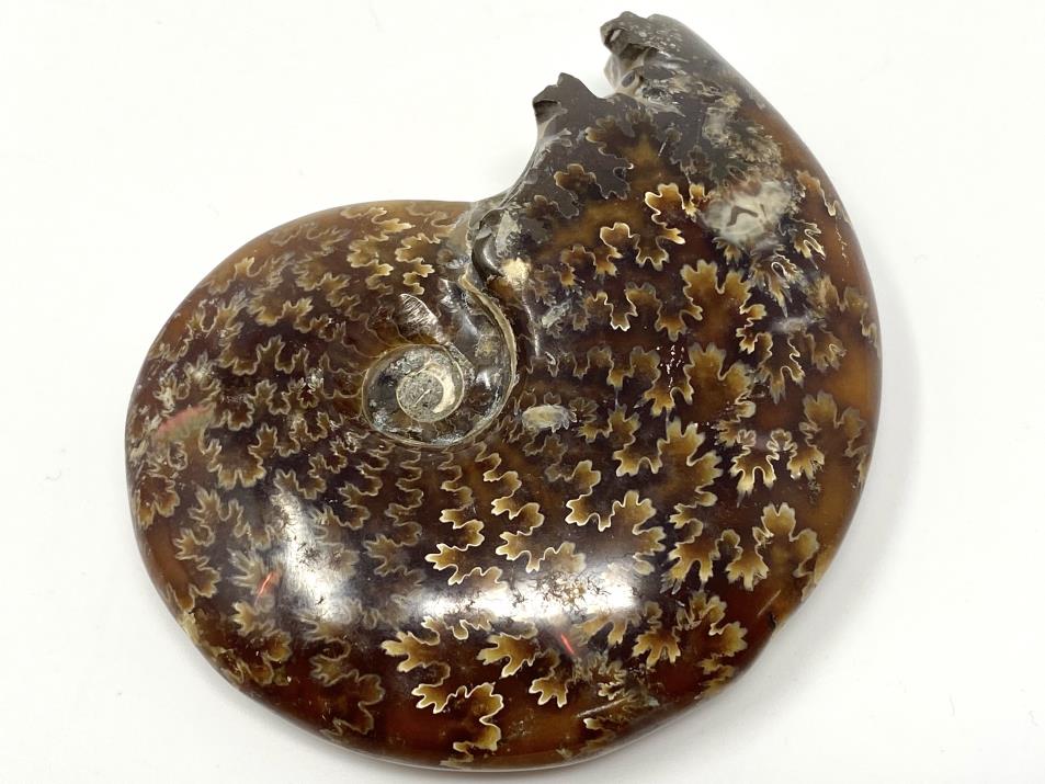 Ammonite Cleoniceras Polished 8.4cm