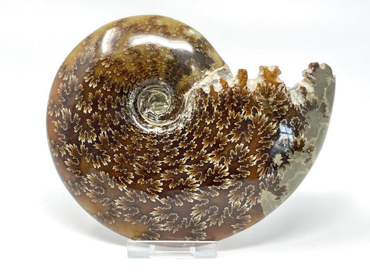 Ammonite Cleoniceras Polished Large 13.7cm