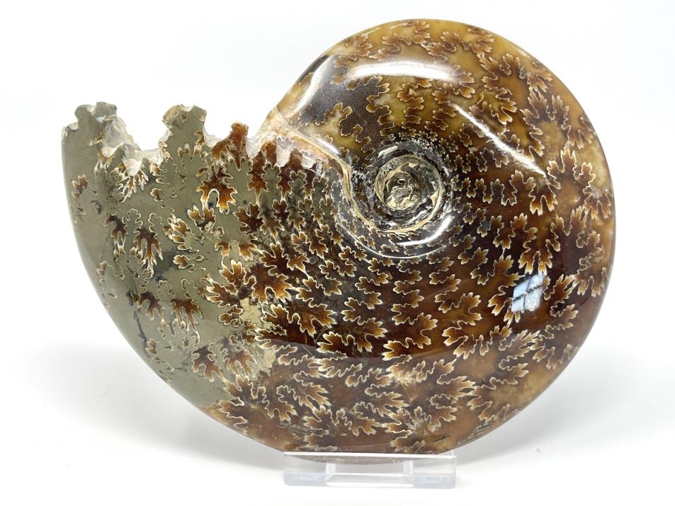 Ammonite Cleoniceras Polished Large 13.7cm