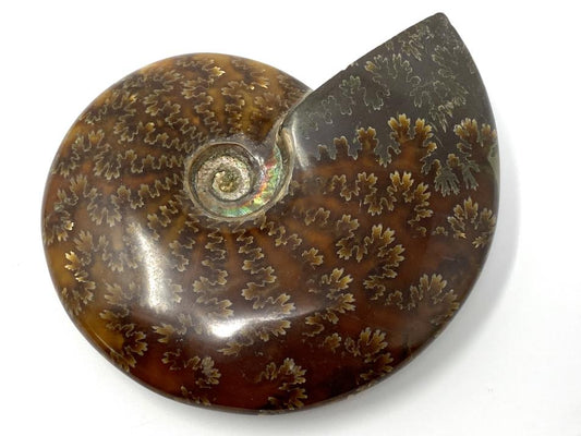 Ammonite Cleoniceras Polished Large 12.3cm