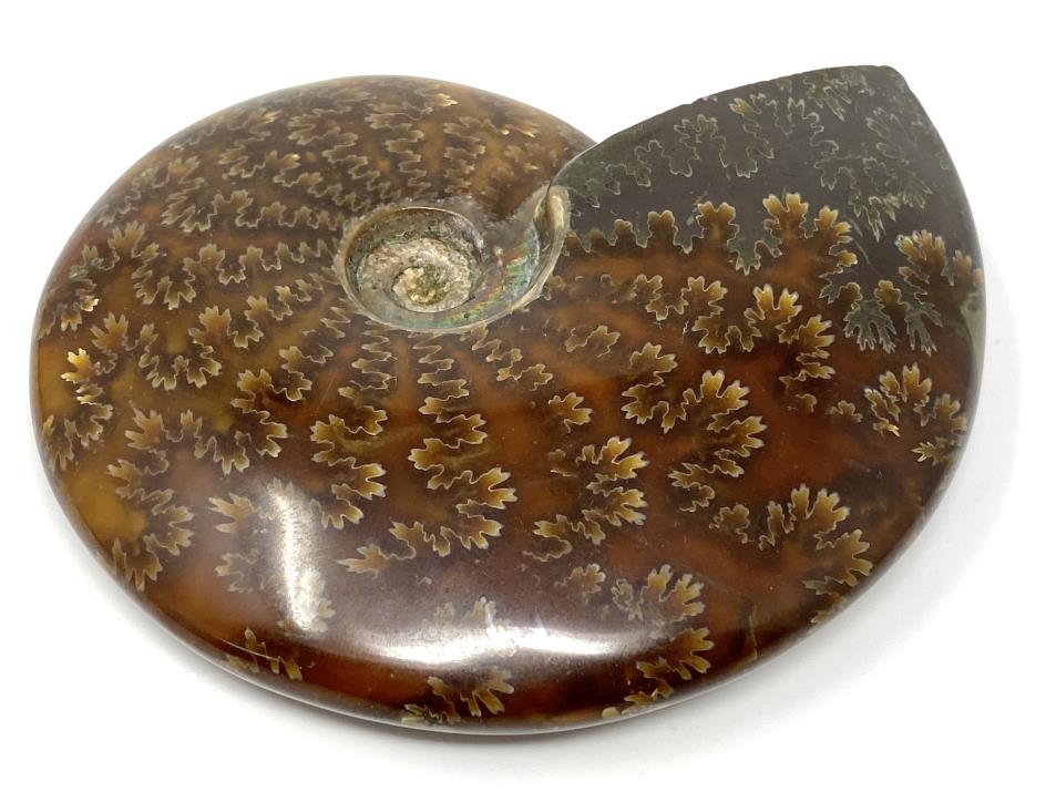 Ammonite Cleoniceras Polished Large 12.3cm