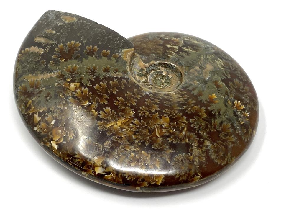 Ammonite Cleoniceras Polished Large 12.3cm