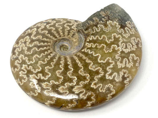 Ammonite Cleoniceras Polished Large 12.1cm