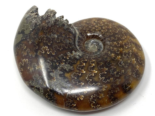 Ammonite Cleoniceras Polished 8.7cm