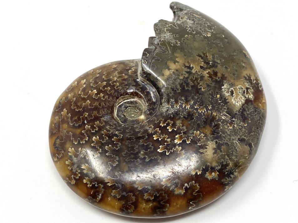 Ammonite Cleoniceras Polished 8.7cm