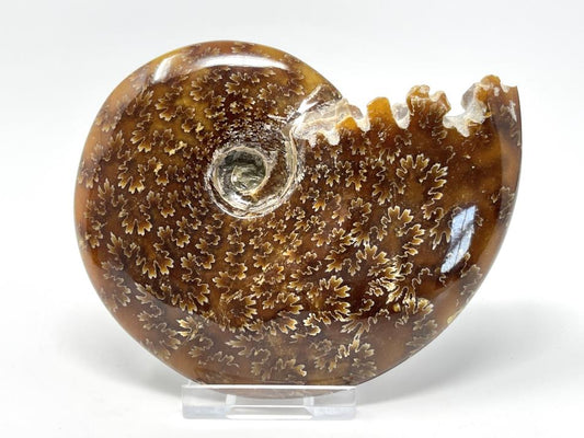 Ammonite Cleoniceras Polished 11.2cm