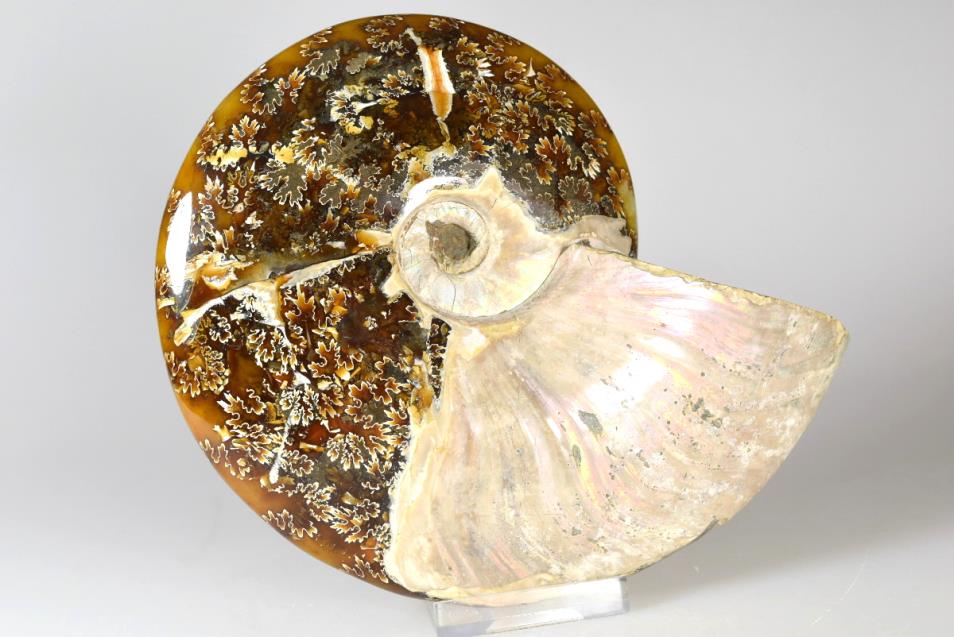 Ammonite Cleoniceras Polished Large 15cm