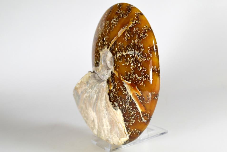 Ammonite Cleoniceras Polished Large 15cm