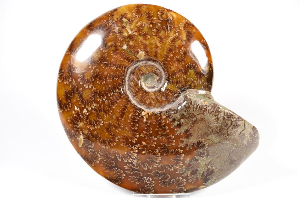 Ammonite Cleoniceras Polished Large 16.1cm