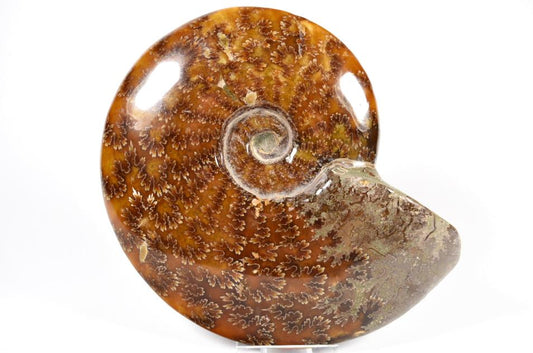 Ammonite Cleoniceras Polished Large 16.1cm