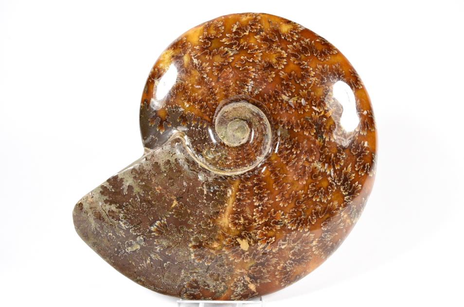 Ammonite Cleoniceras Polished Large 16.1cm