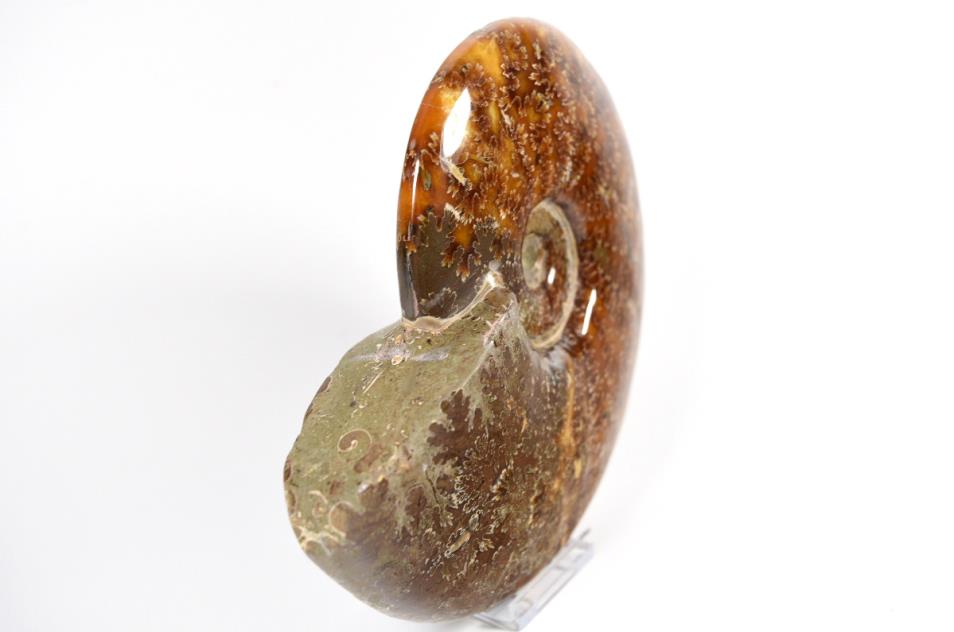 Ammonite Cleoniceras Polished Large 16.1cm