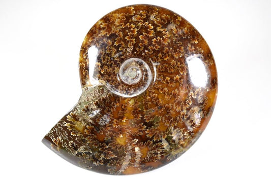 Ammonite Cleoniceras Polished 11.5cm