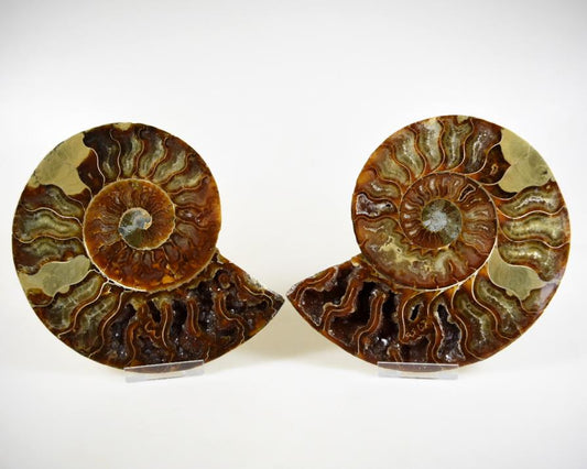 Ammonite Pair 15cm