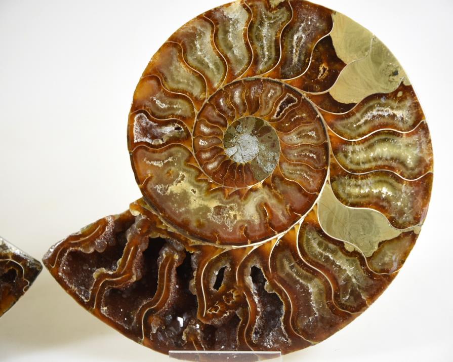 Ammonite Pair 15cm