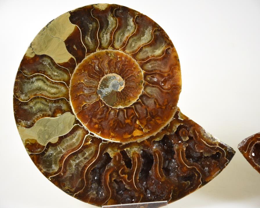 Ammonite Pair 15cm