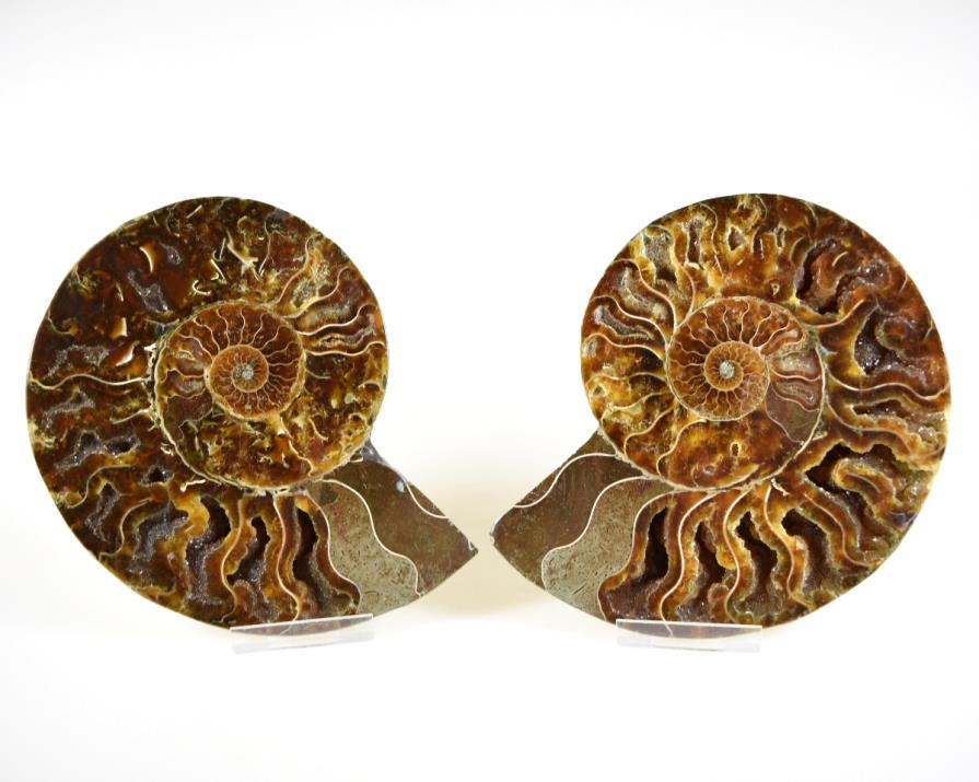 Ammonite Pair 14.2cm