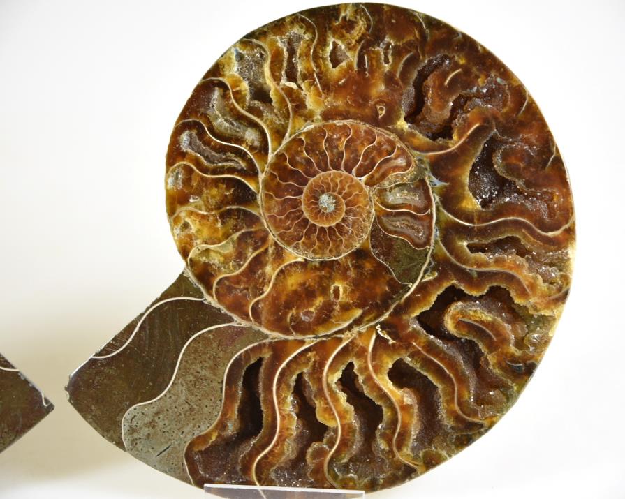 Ammonite Pair 14.2cm