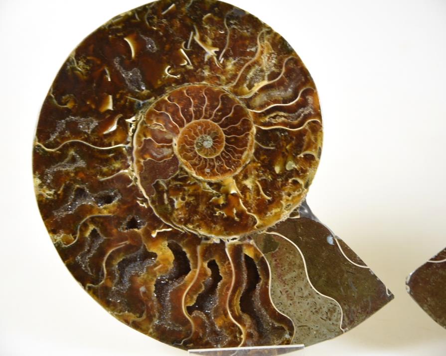 Ammonite Pair 14.2cm