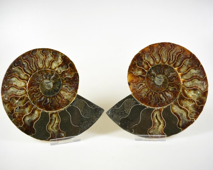 Ammonite Pair 14.5cm