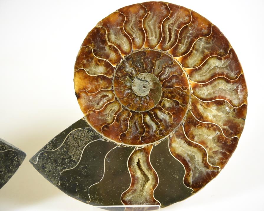 Ammonite Pair 14.5cm