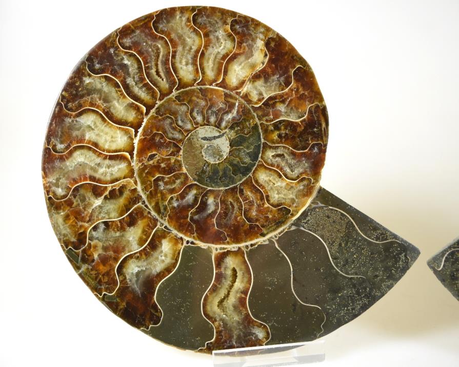 Ammonite Pair 14.5cm