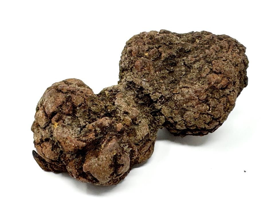 Coprolite Fossil 8cm