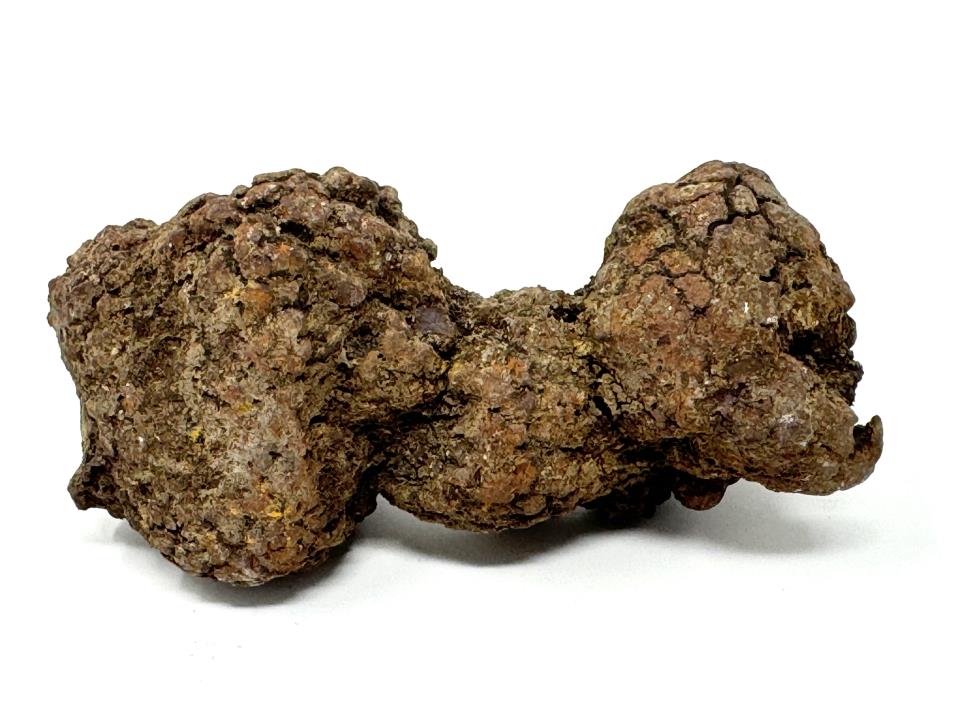 Coprolite Fossil 8cm